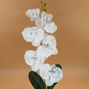 ORQUIDEA BLANCO