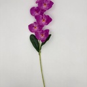 ORQUIDEA MORADO
