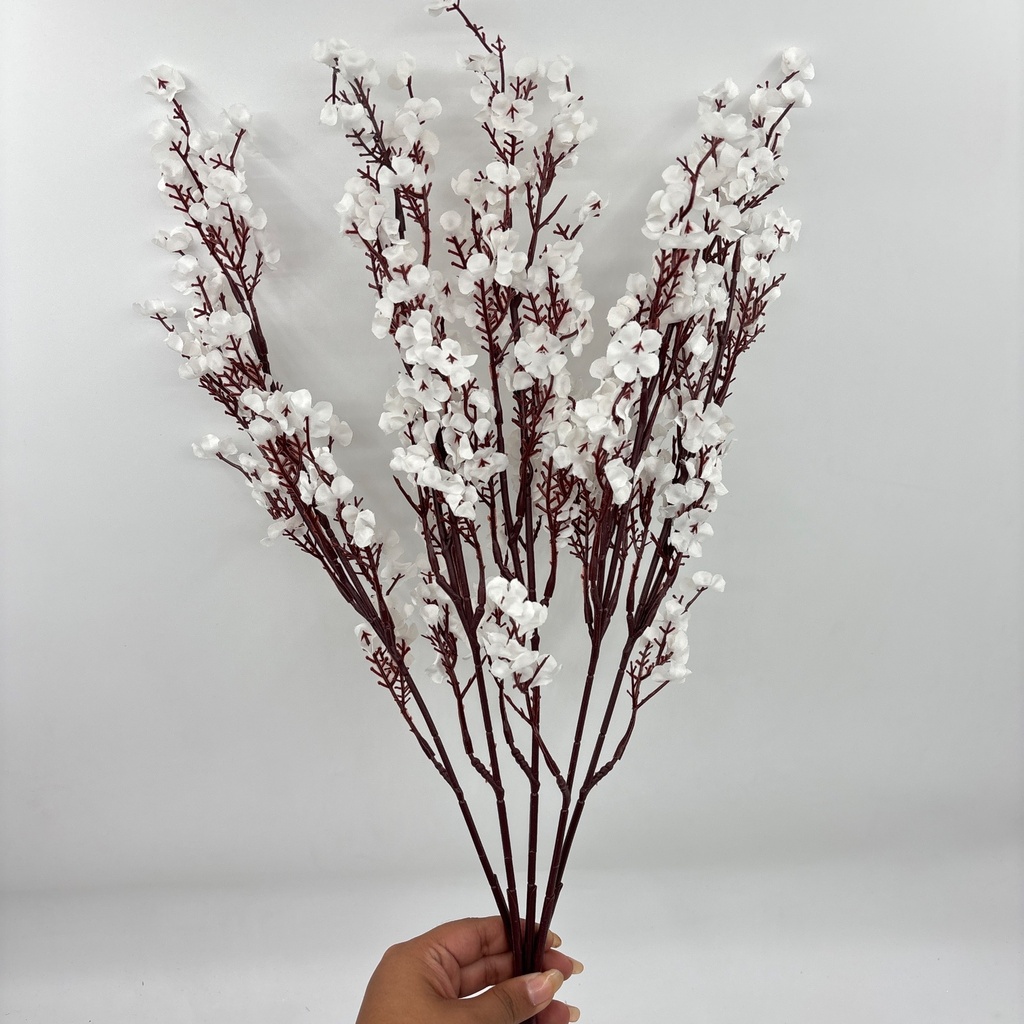 R. DE EXOFILIA BLANCO