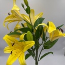 R. LIRIO X 6 Y 3 BOTÓN AMARILLO