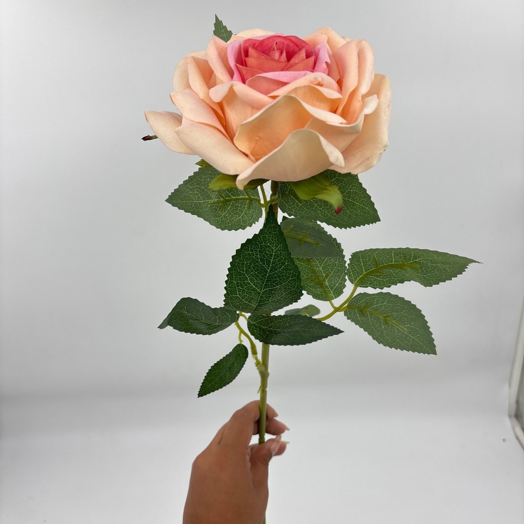 ROSA DE COMPROMISO ABIERTA SALMÓN