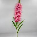 V. DE DRAGÓN ROSADO