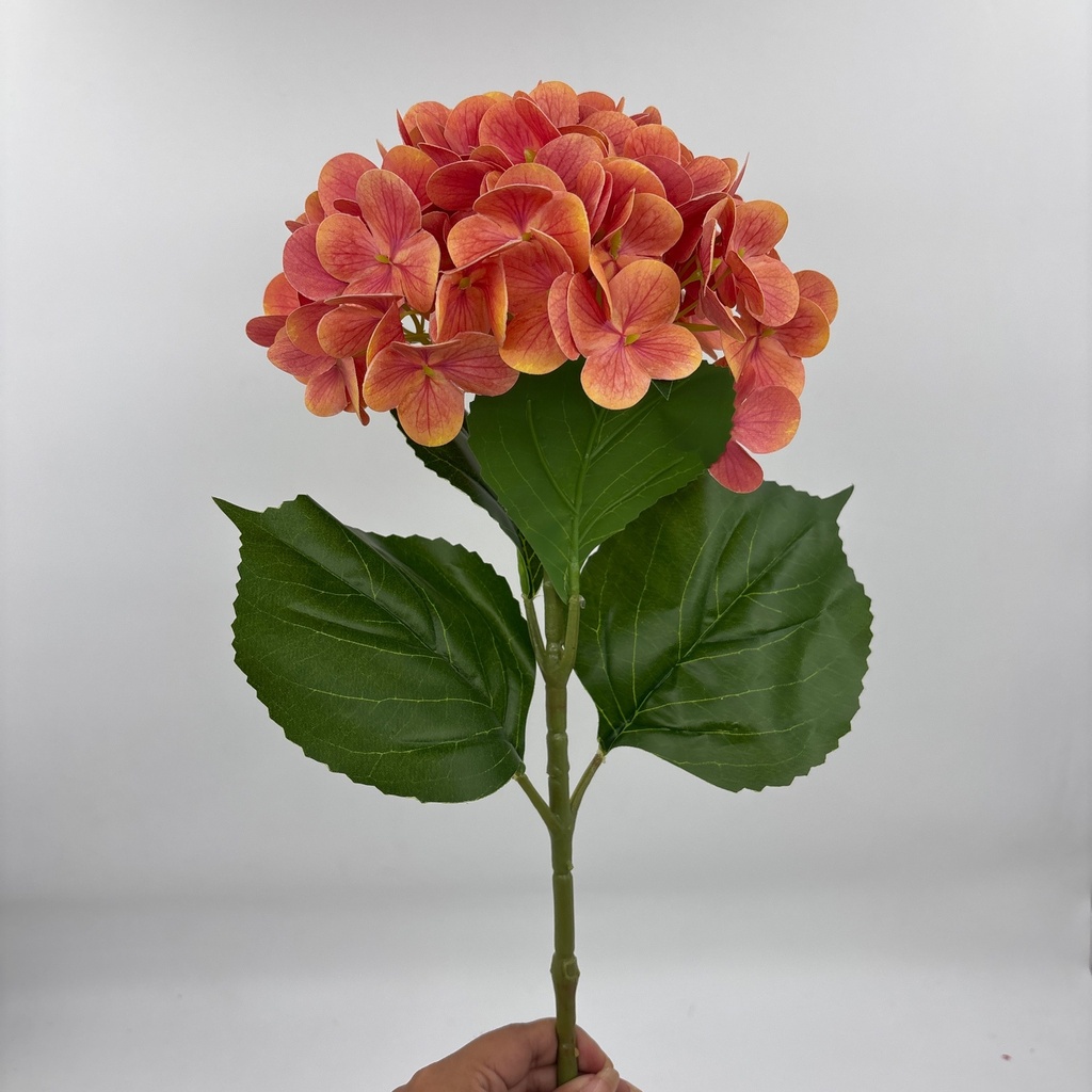 V. HORTENSIA X 1 MELOCOTÓN