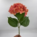 V. HORTENSIA X 1 MELOCOTÓN
