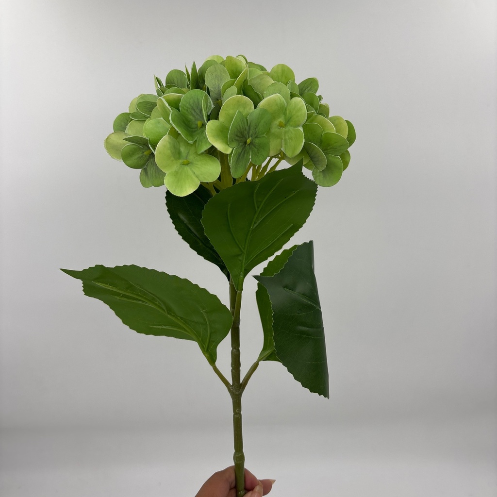 V. HORTENSIA X 1 VERDE