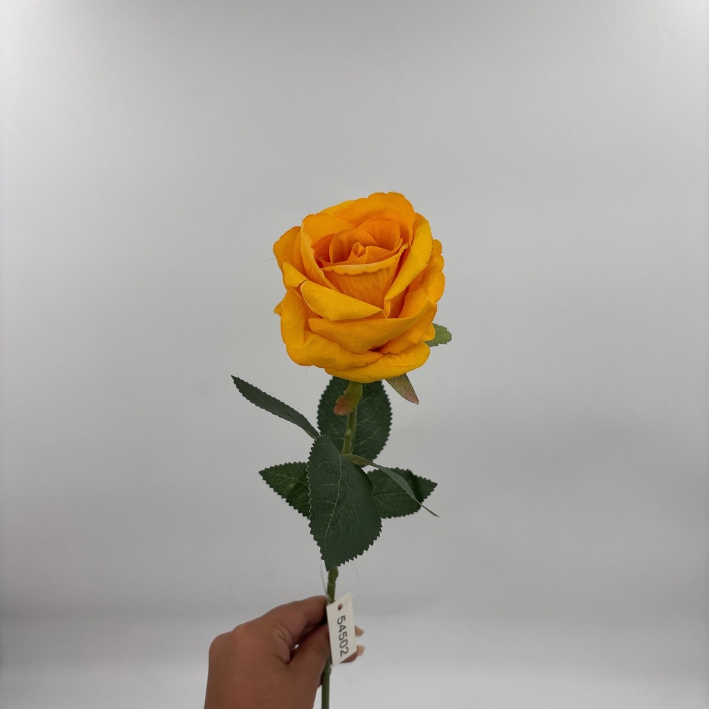 V. ROSITA LATINA AMARILLO