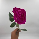 V. ROSITA LATINA FUCSIA