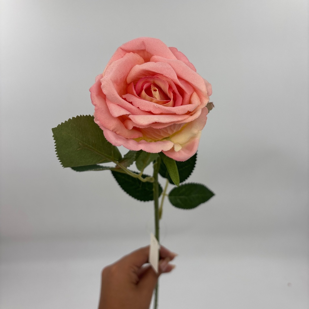V. ROSITA LATINA ROSADA
