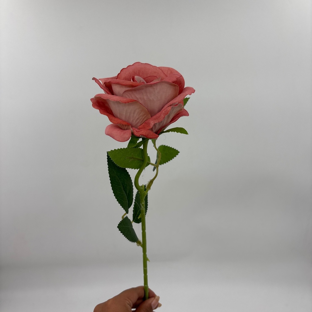V. ROSITA LATINA ROSA VIEJA