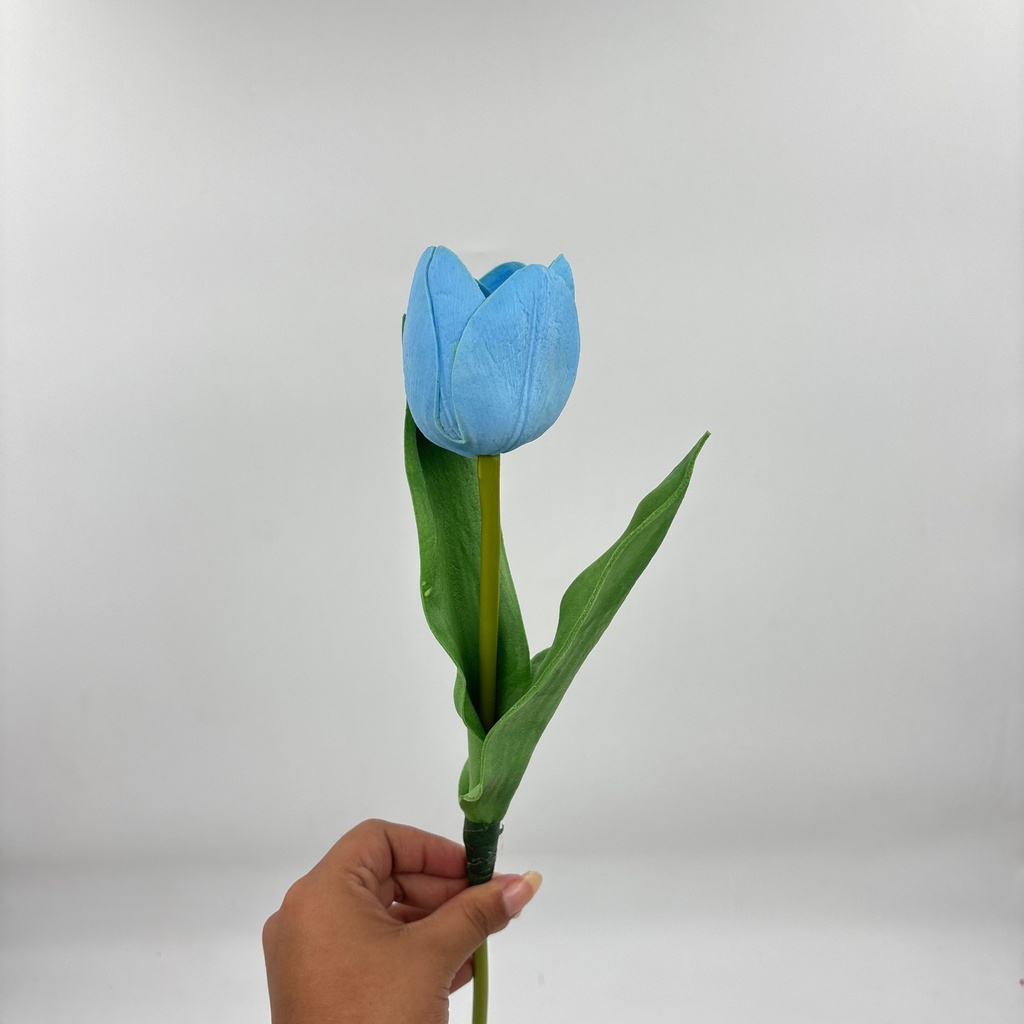 TULIPÁN PRINCESA CELESTE