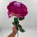 ROSA IMPERIAL MORADO