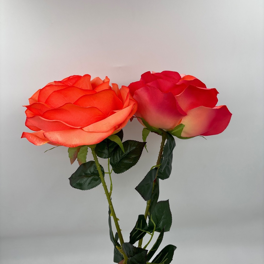 ROSA IMPERIAL NARANJA
