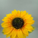 GIRASOL UNA FLOR MEDIANA 2103202