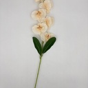 ORQUIDEA SALMON
