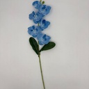 ORQUIDEA CELESTE