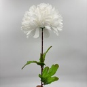 POMPON X 1 BLANCO