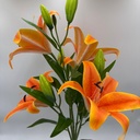 R. LIRIO X 6 Y 3 BOTÓN NARANJA