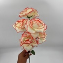 R. ROSA X 5 TRADICIONAL BICOLOR