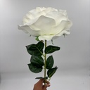 ROSA IMPERIAL BLANCA