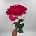 ROSA IMPERIAL FUCSIA