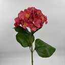 V. HORTENSIA X 1 ROJO