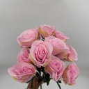 R. ROSA WANJUN X 12 C/ BABY ROSADO