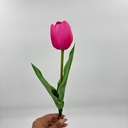TULIPÁN PRINCESA FUCSIA