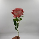 V. ROSITA LATINA ROSA VIEJA