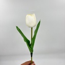 TULIPÁN PRINCESA BLANCO