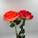 ROSA IMPERIAL NARANJA
